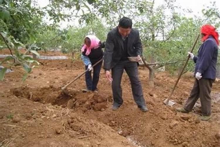 种植果树要怎么科学施肥,你有了解吗？