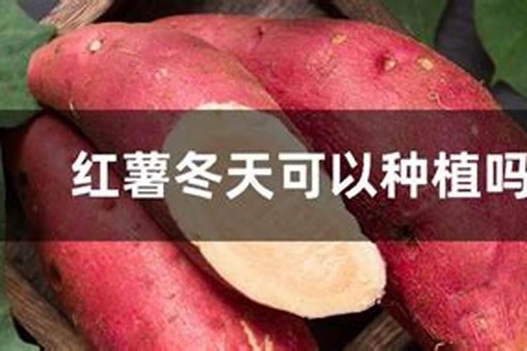 北方红薯的种植时间和方法