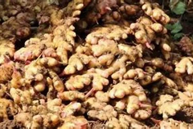 种植生姜该施什么肥料
