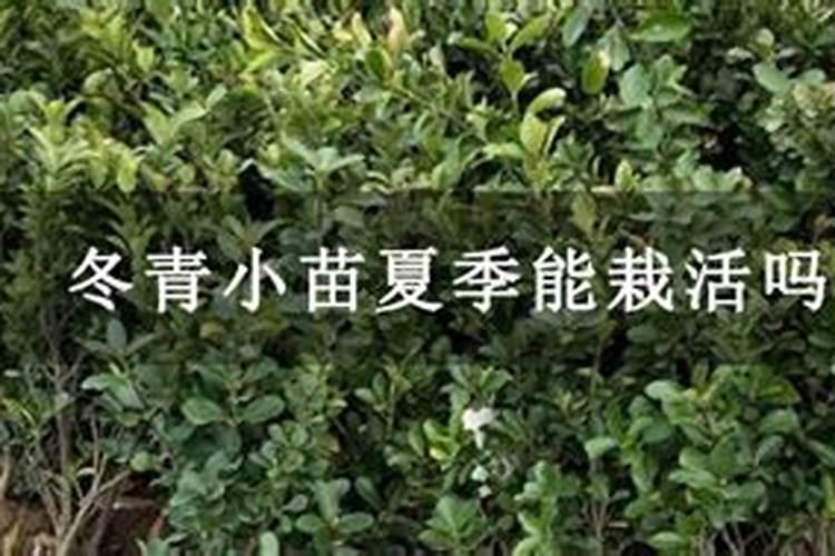 冬青夏天怎么浇水 冬青夏天如何浇水
