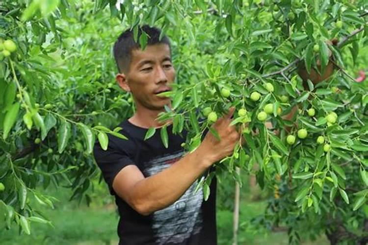 种植冬枣的方法