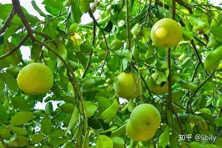 果树促花用什么叶面肥好？