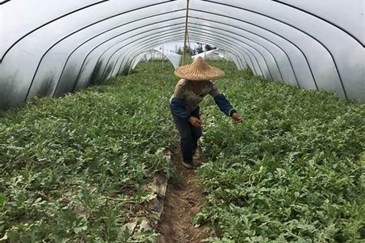 什么叶面肥施加在西瓜苗上好