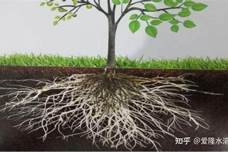 钾肥对植物的作用 钾肥促进哪部分生长