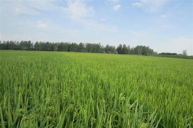 花叶病毒病用什么农药