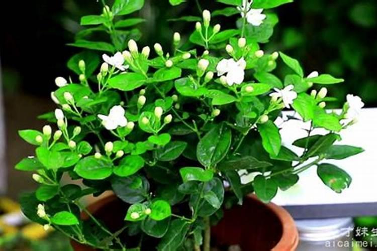 花生油多少钱一斤