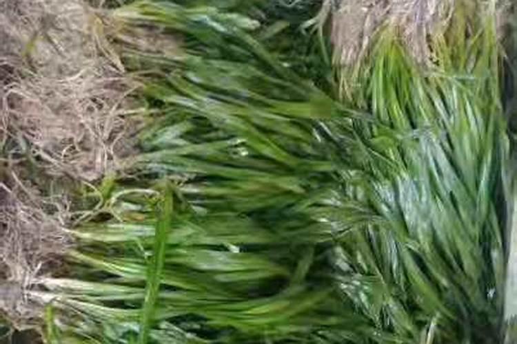 氮、磷、钾三种肥料在植物生长期有啥作用？