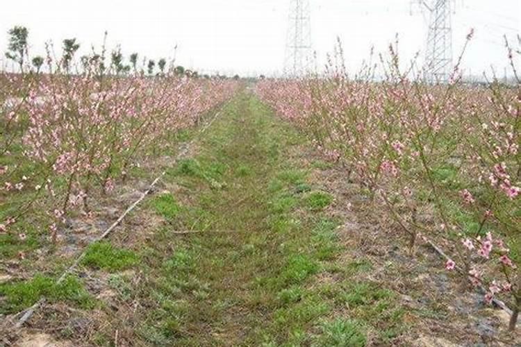 桃树只上粪肥不上化肥能高产吗？化肥会不会影响桃子的口感？