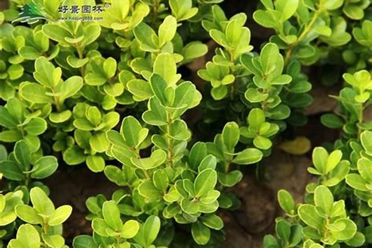 瓜子黄杨最怕什么肥料？