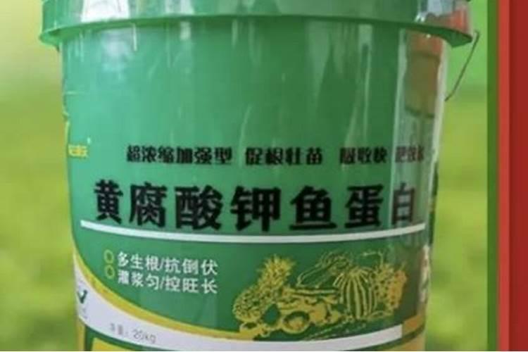 天堂鸟叶子干枯原因及补救方法