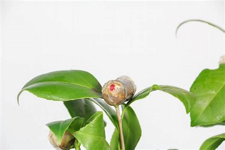 茶花打花苞施什么肥