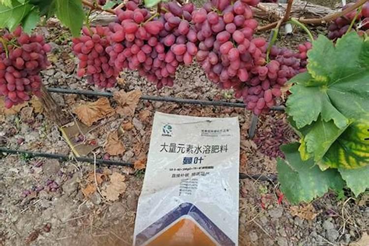 绿之洲水溶肥怎么样？
