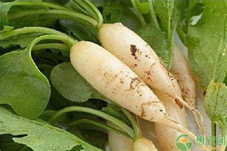 蔬菜缺硼会出现哪些症状？