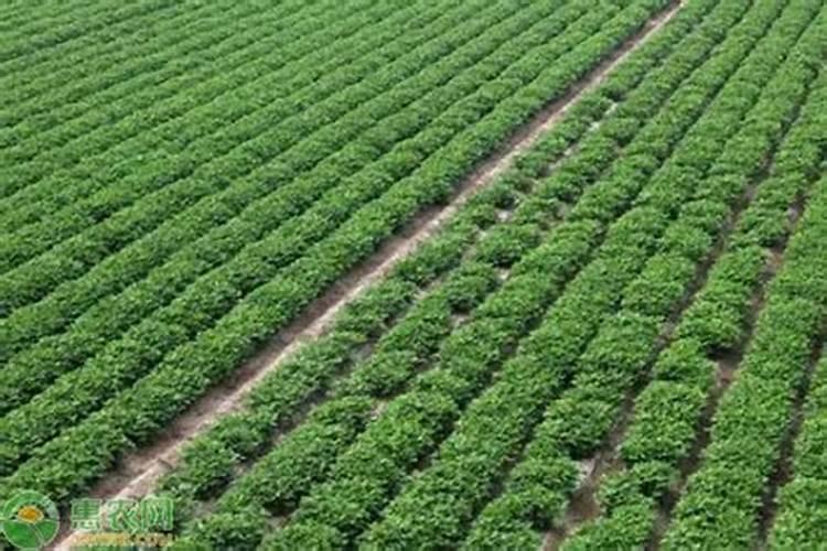 种植花生需要什么肥料 种植花生用什么肥料