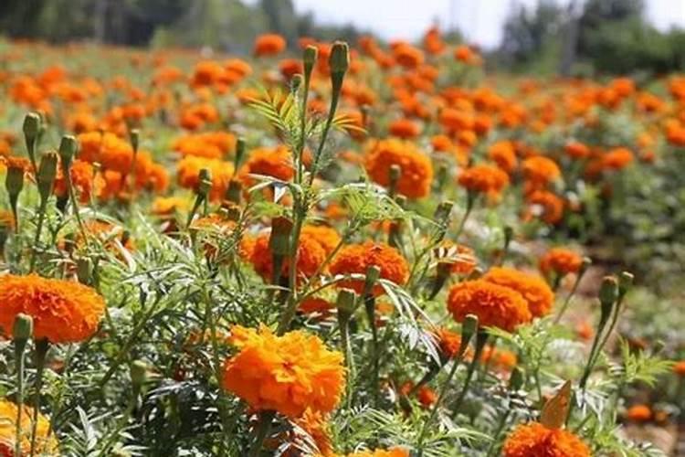 万寿菊菊花施些什么肥料