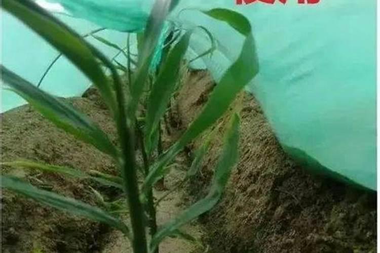 大姜种植后头两次浇水应怎么冲施肥料？