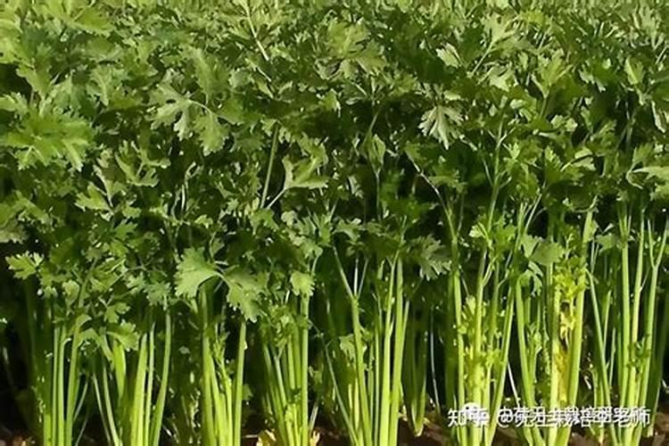 关于水果的资料