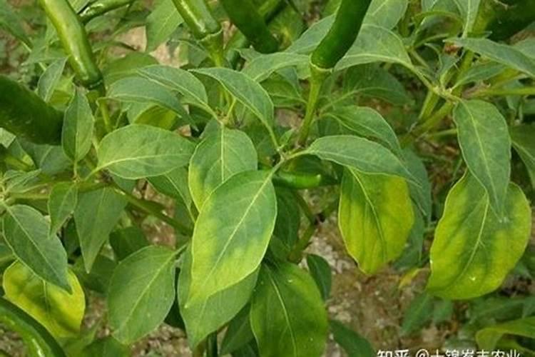 辣椒缺镁症症状