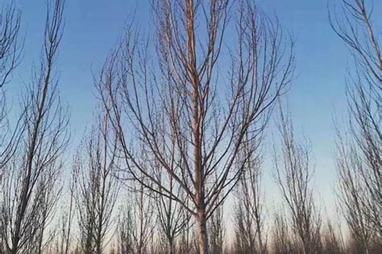 杨树苗怎样扦插