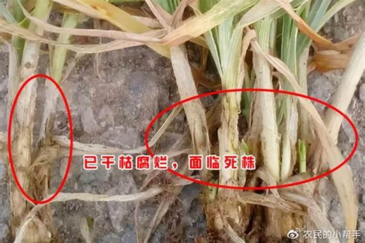 小麦纹枯病如何防治？