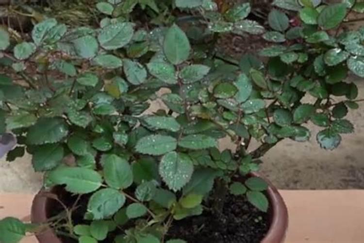 月季花怎么施肥 月季花施什么肥好