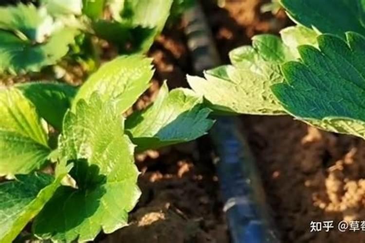 种草莓用什么肥料好
