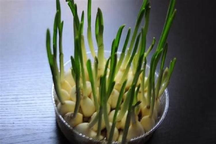 大蒜发芽后多久可以施肥 大蒜发芽后几天可以施肥