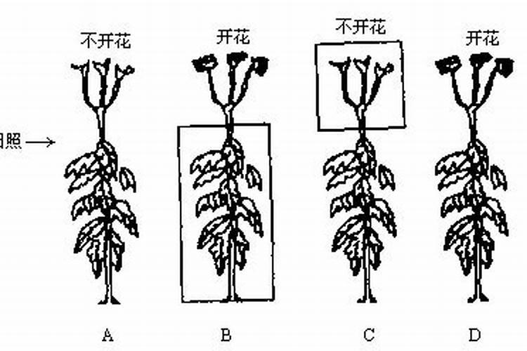 黑橄榄树开花不结果？