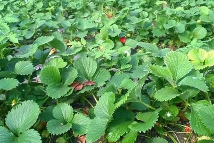 芸苔素对草莓长茎有用吗