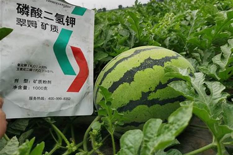 磷酸二氢钾在西瓜的使用方法