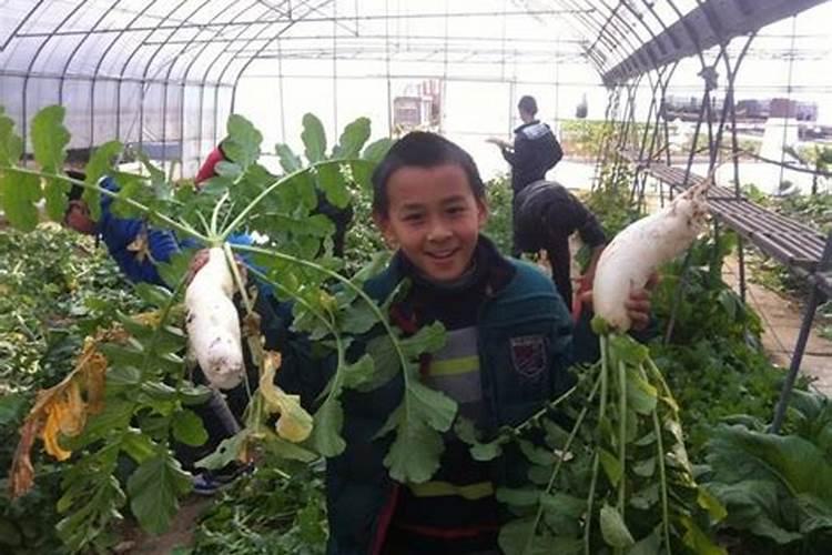 白萝卜种植时间和方法 白萝卜怎么种植
