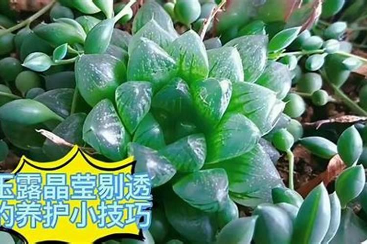 多肉玉露能淋雨吗