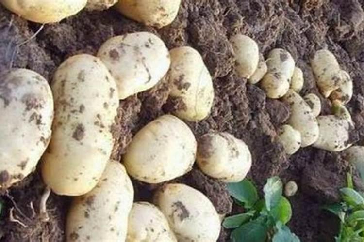 土豆开花后施什么肥料