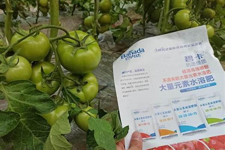 高磷水溶肥在黄瓜上怎么用