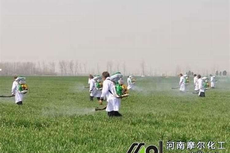 叶面肥能代替根部施肥吗？ 棉花首先杀虫剂氰戊.辛硫磷