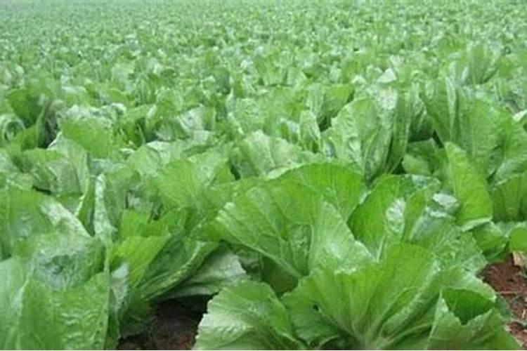 芥菜北方种植时间和方法