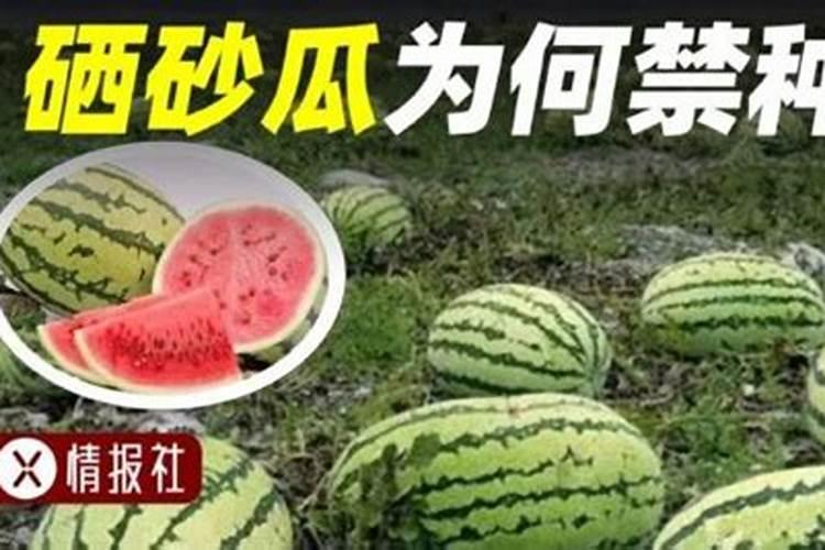 宁夏中卫硒砂瓜可以在山东省种植吗？