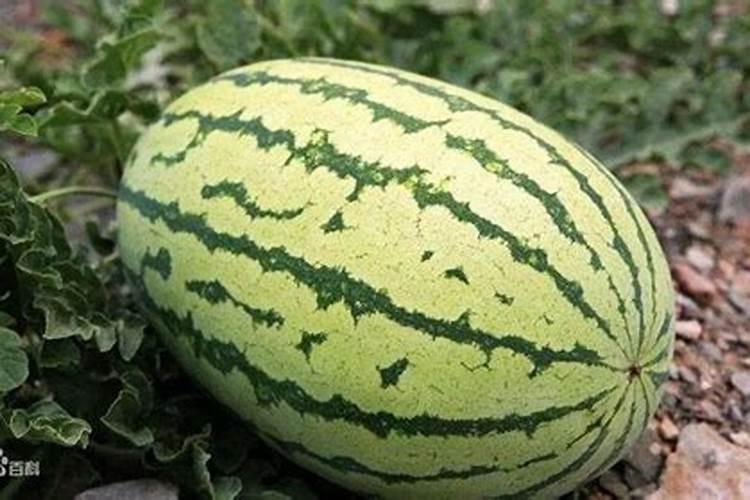 宁夏硒砂瓜位于灌区吗？