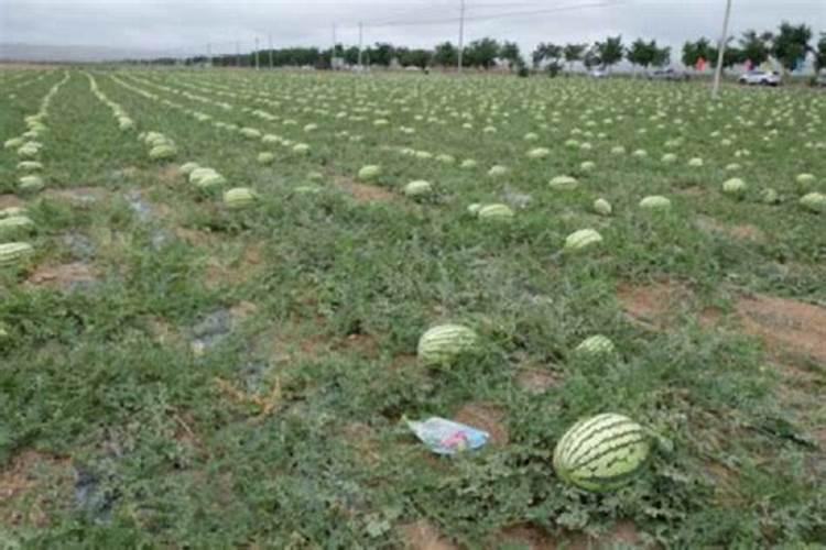 宁夏硒砂瓜位于灌区吗？