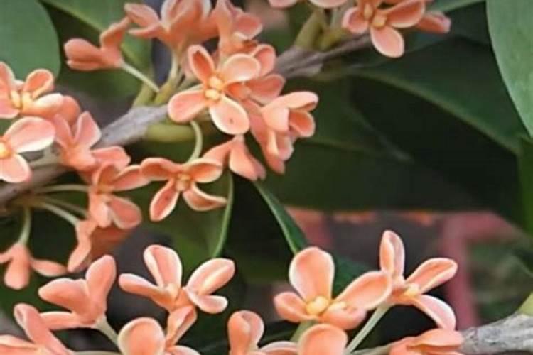 桂花树上什么肥料好