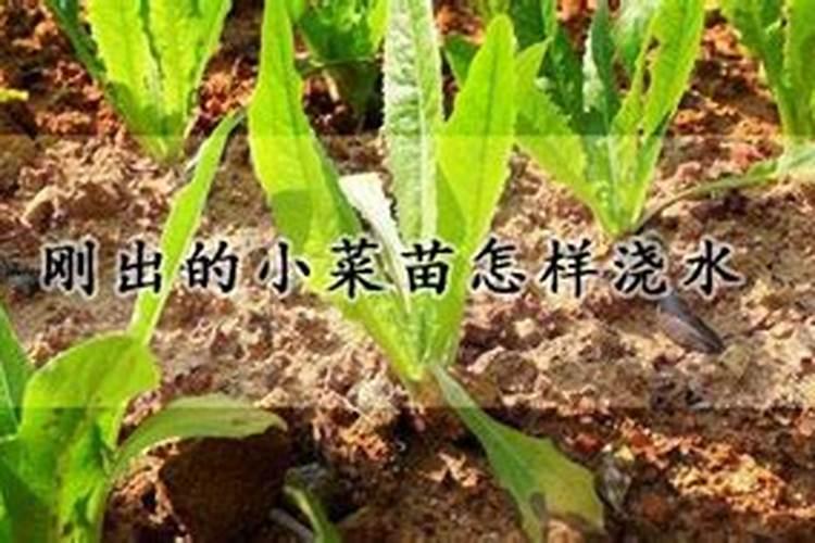 刚栽的菜苗应怎么浇水和追肥