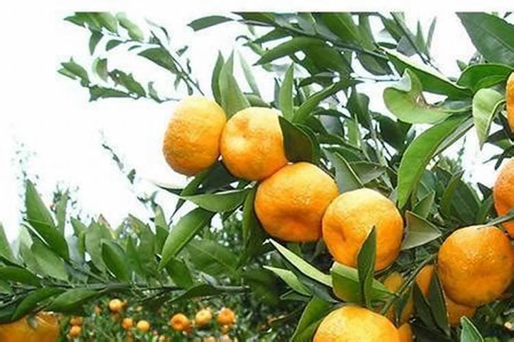 盆栽四季桔开花结果后挂不住果咋办？