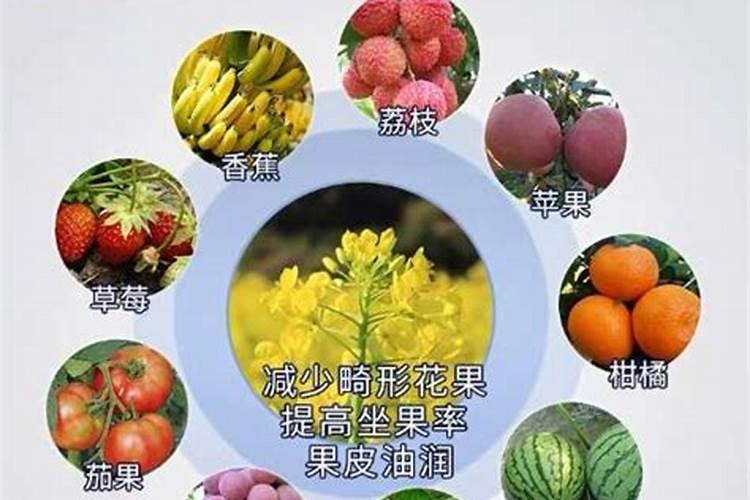 嘉宝果开花结果时可喷硫体硼肥吗