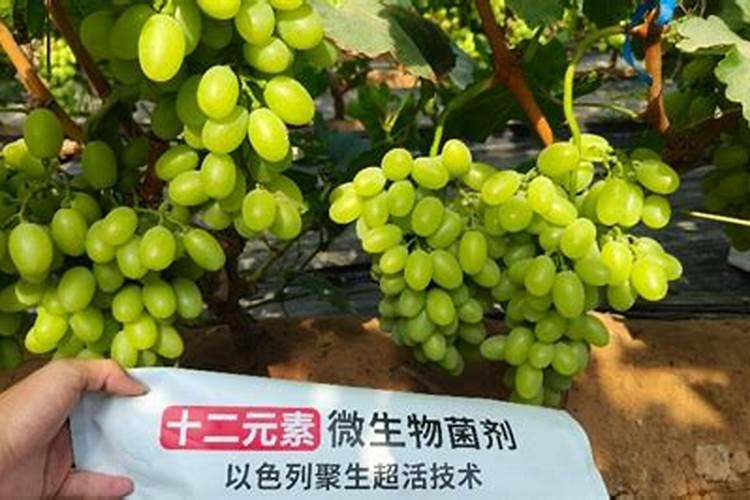 葡萄萌芽期施什么肥 葡萄萌芽期施什么肥好