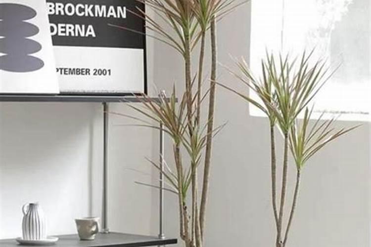 千年木怎样施肥