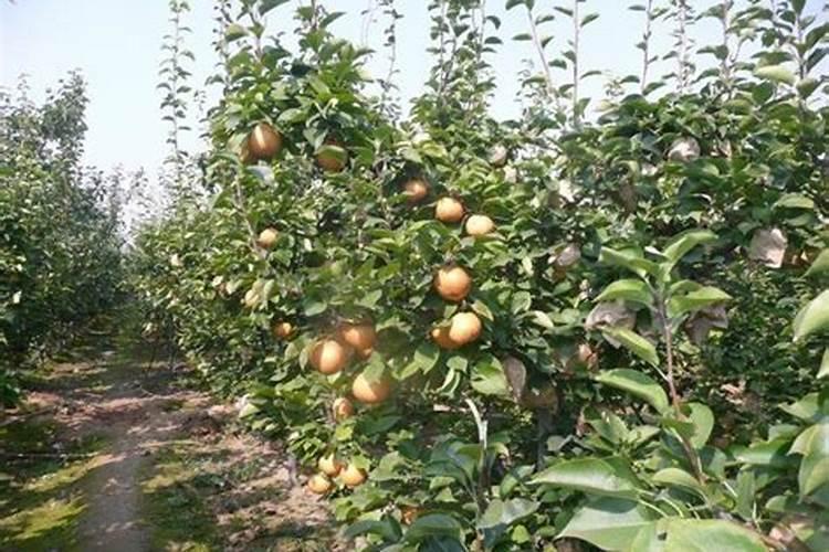 梨树用什么肥料最好