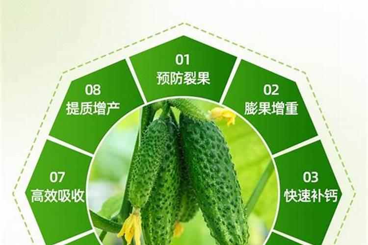 种植大白菜怎样施肥才产量高(种大白菜需要什么底肥)
