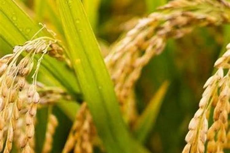 种谷子用什么肥料好