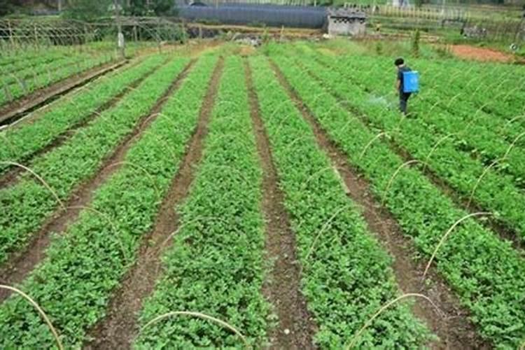 红菜苔施肥方法