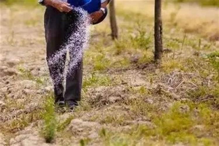 老虎硫肥对大蒜的好处